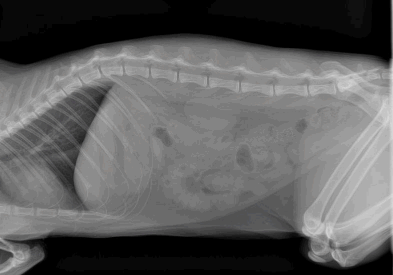 Plication Radiograph